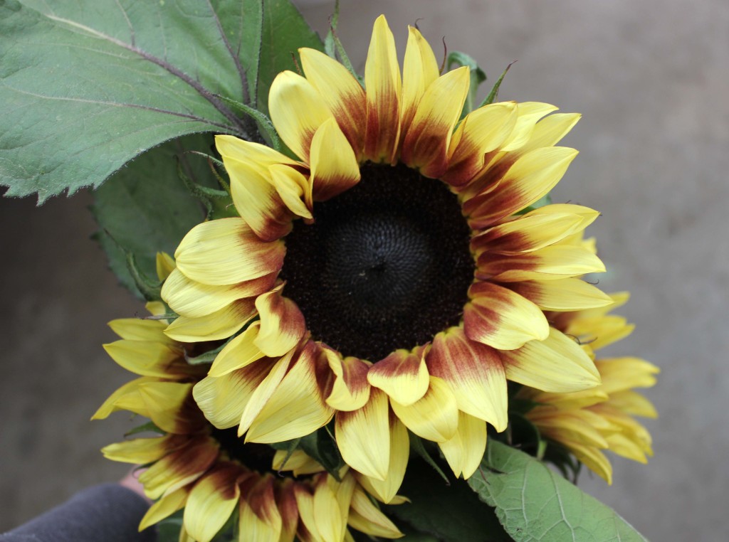 Sunflower - Ring of Fire Light - Photo Credit Allison Linder