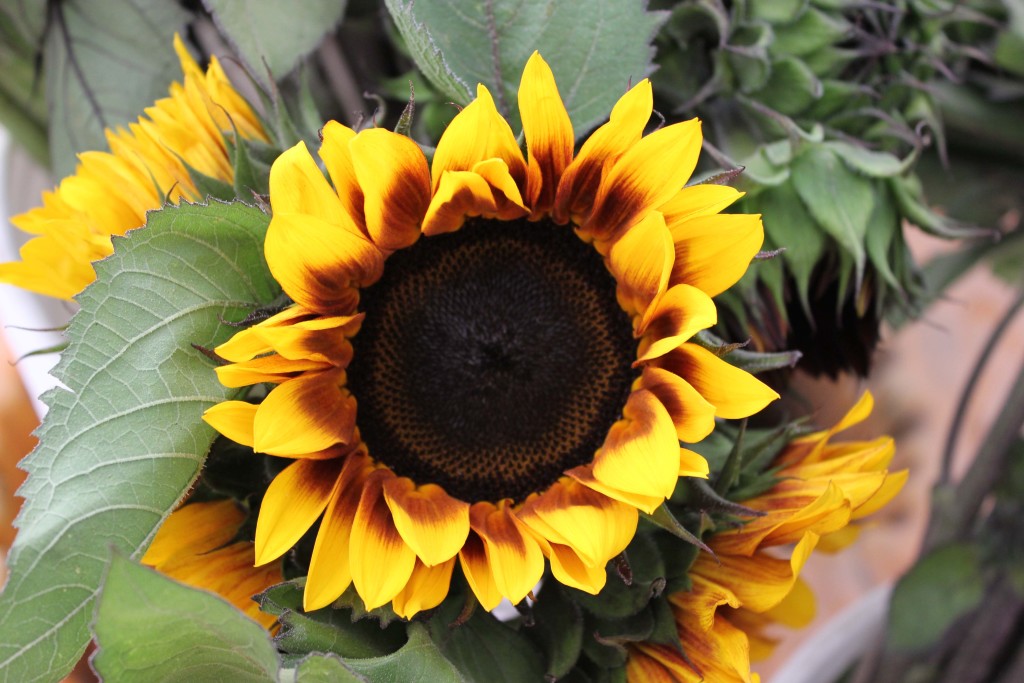 Sunflower - Ringe of Fire - Photo Credit Allison Linder