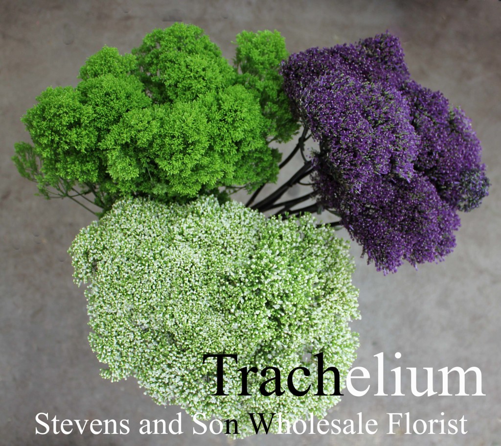 Trachelium - Group - Photo Credit Allison Linder