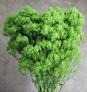 Trachelium- Jade Green Side - Photo Credit Allison Linder