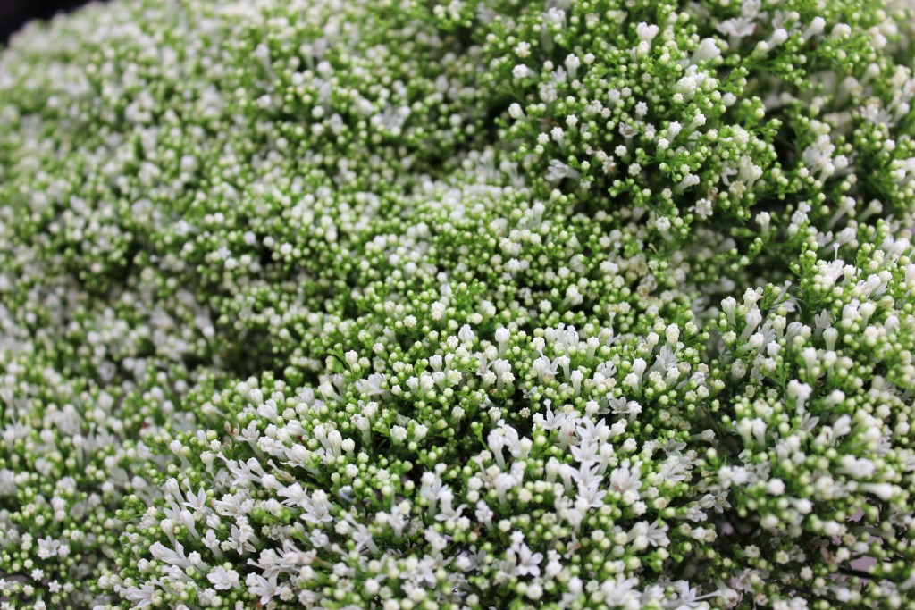 Trachelium- White Detail - Photo Credit Allison Linder