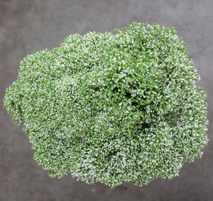 Trachelium - White - Photo Credit Allison Linder