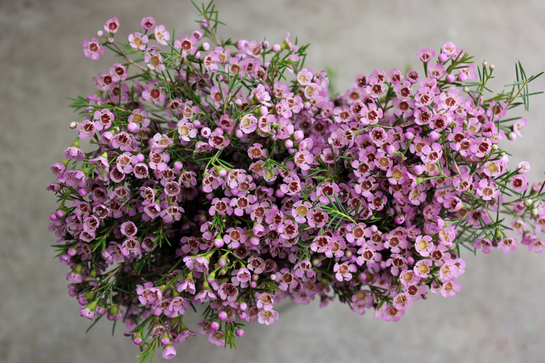 Waxflower Stevens and Son Wholesale Florist