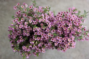 Waxflower - Lavender - Photo Credit Allison Linder