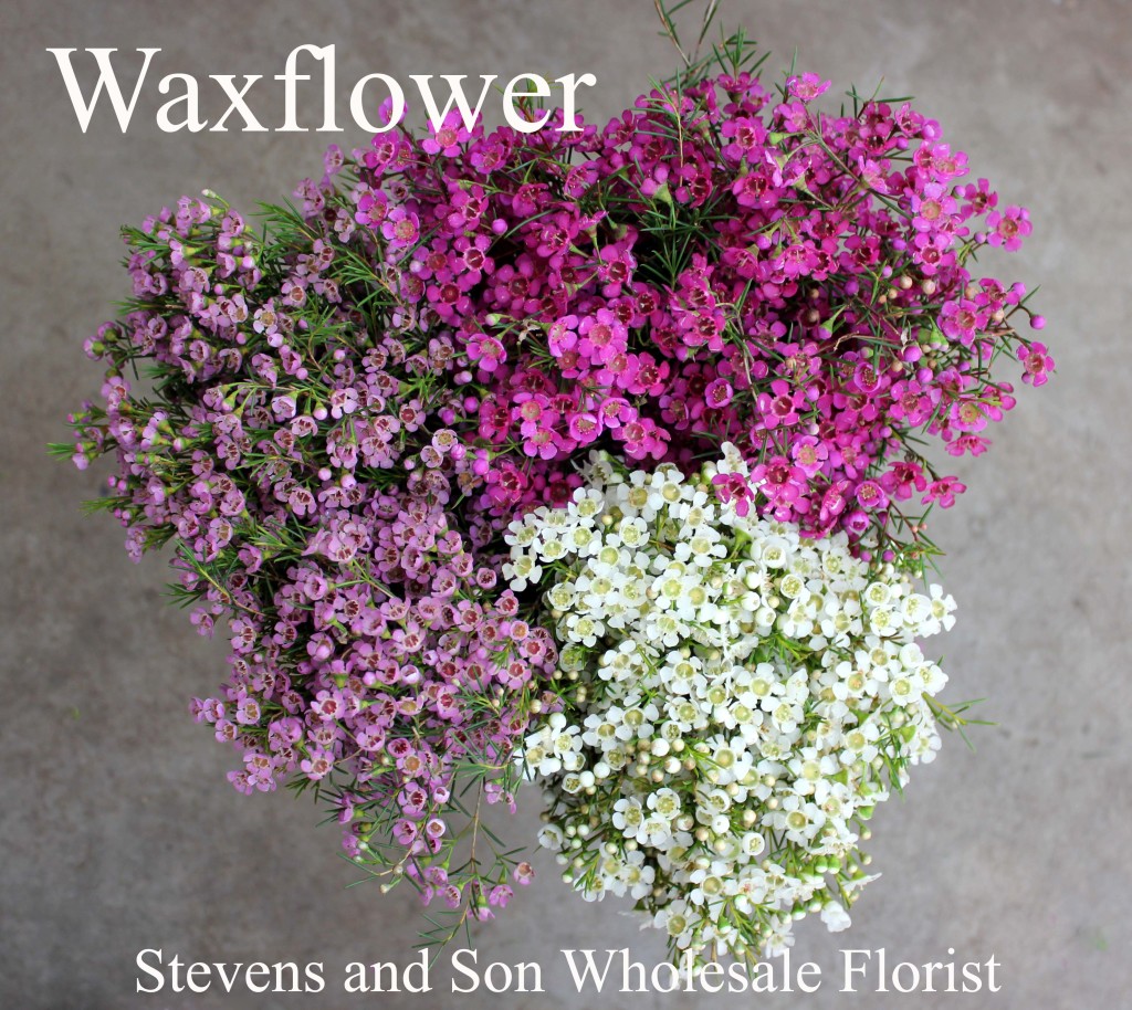 Waxflower - Photo Credit Allison Linder