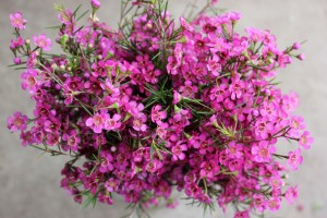 Waxflower - Purple - Photo Credit Allison Linder