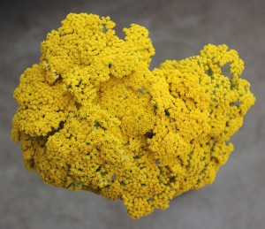 Yarrow - Aerial - Photo Credit Allison Linder