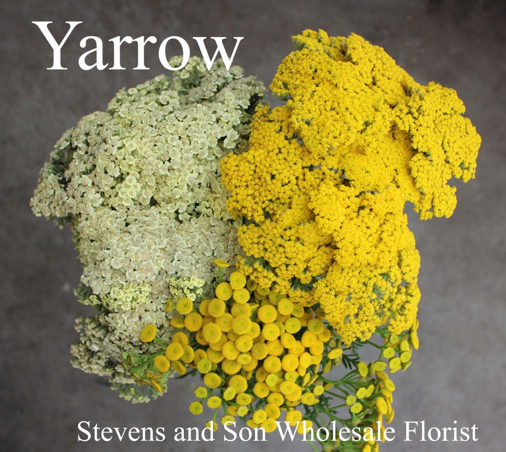 Yarrow - Photo Credit Allison Linder