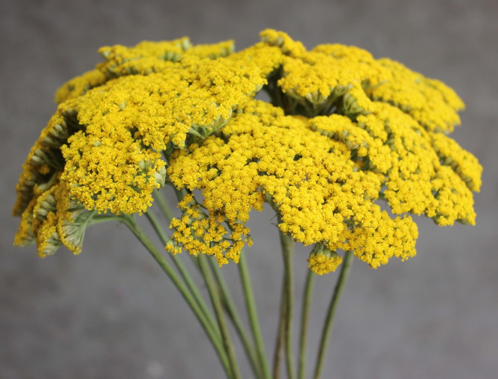 Yarrow - Side - Photo Credit Allison Linder