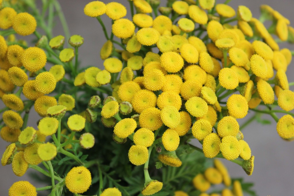 Yarrow - Tansy Button Detail - Photo Credit Allison Linder
