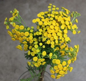 Yarrow - Tansy Button - Photo Credit Allison Linder