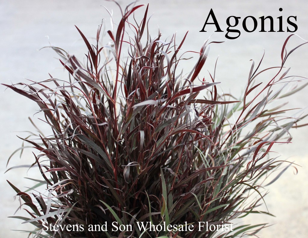 Agonis - Photo Credit Allison Linder
