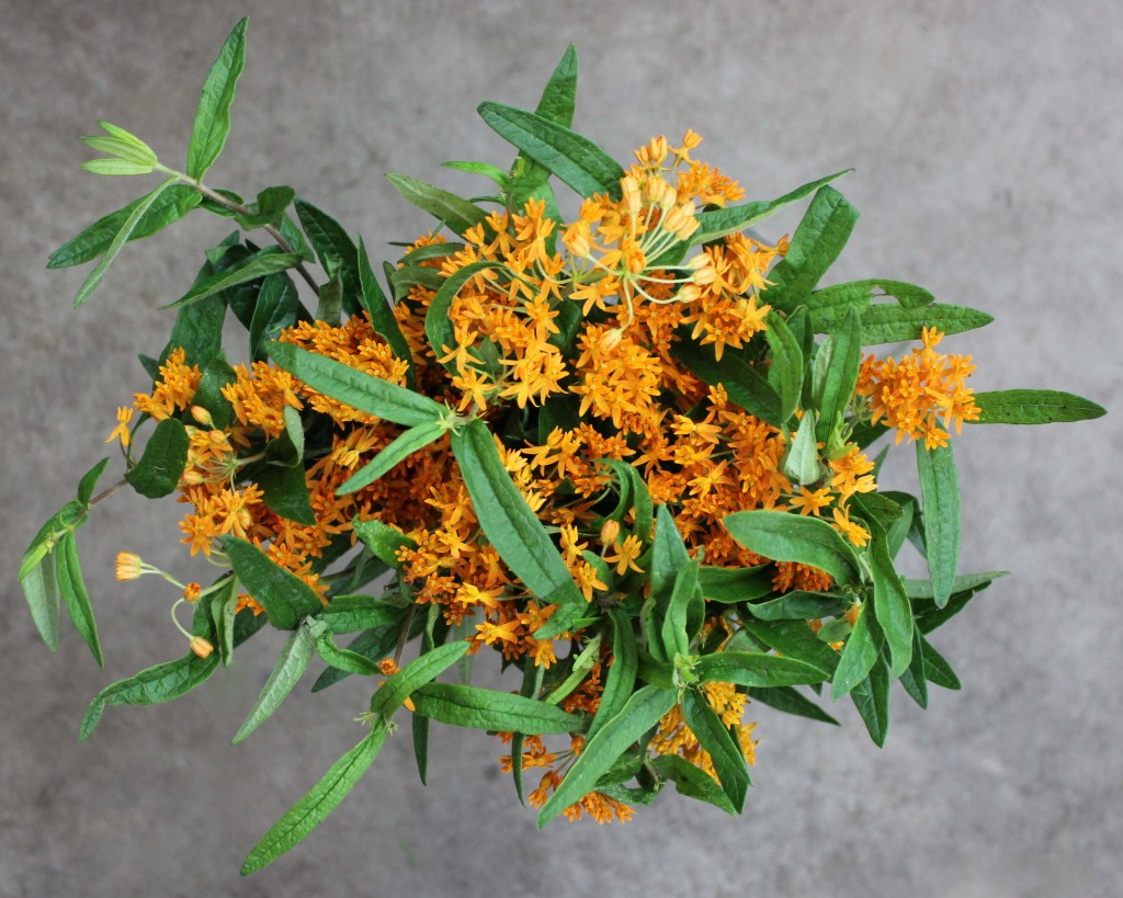 Asclepias Orange - Aerial - Photo Credit Allison Linder
