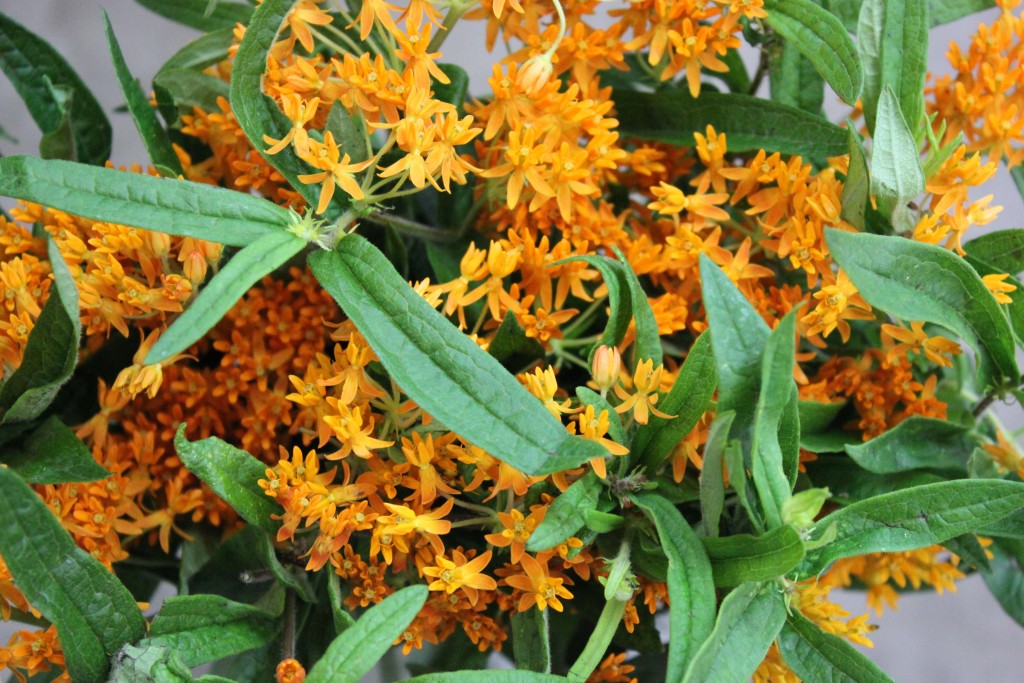 Asclepias Orange - Detail - Photo Credit Allison Linder