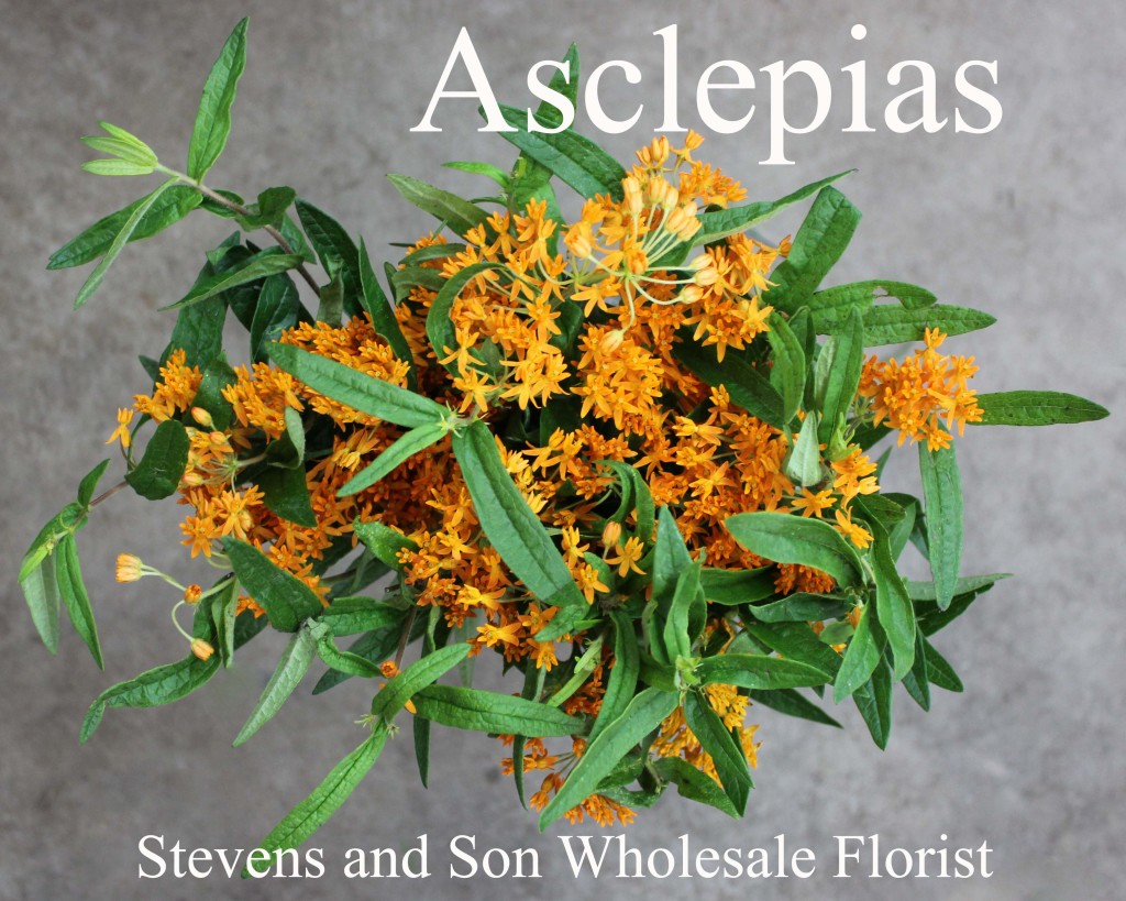 Asclepias Orange - Photo Credit Allison Linder