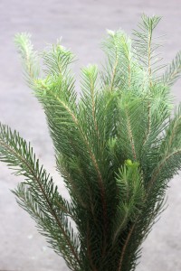 Aussie Pine - Detail - Photo Credit Allison Linder