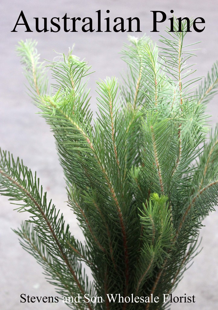 Aussie Pine - Photo Credit Allison Linder