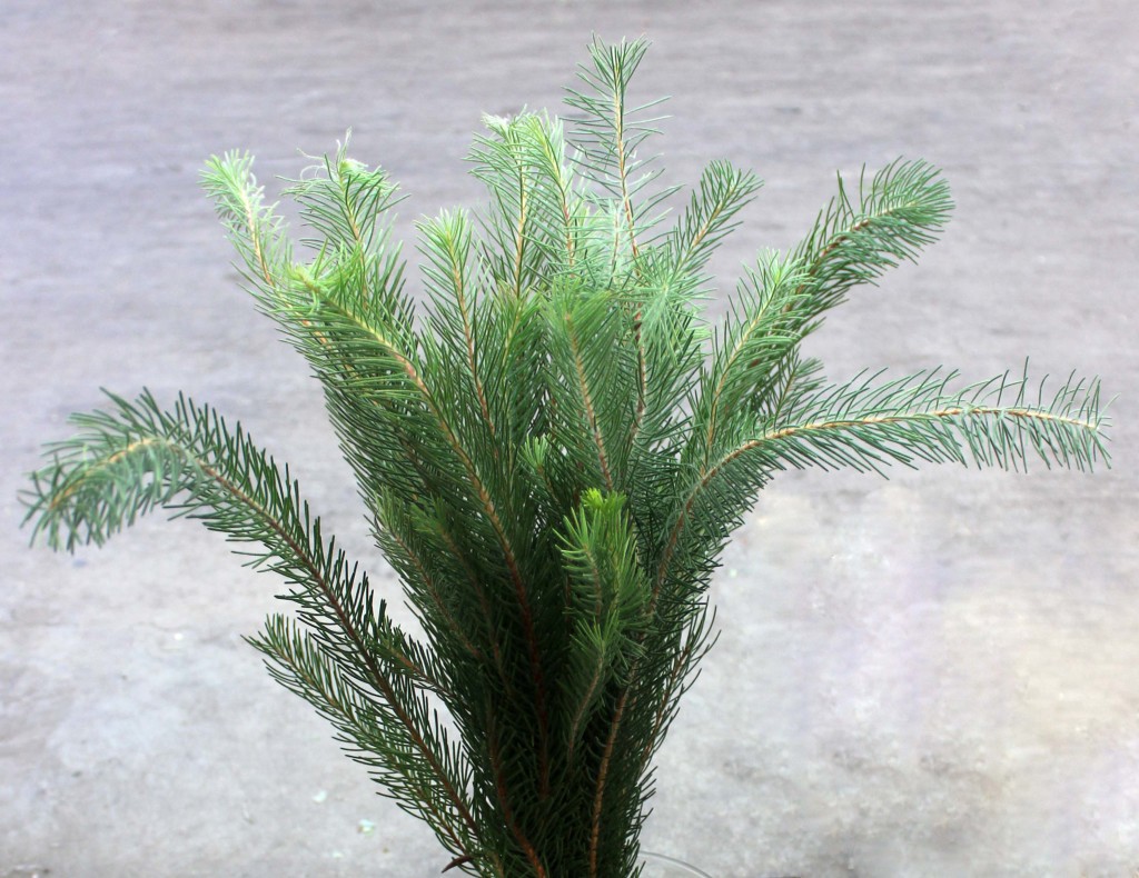 Australian Pine aka Aussie Pine Stevens and Son Wholesale Florist