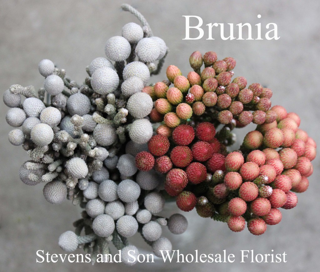 Brunia - Photo Credit Allison Linder