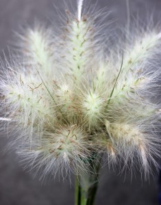 Bunny Tail - Side - Photo Credit Allison Linder