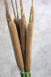 Cattails - Detail - Photo Credit Allison Linder