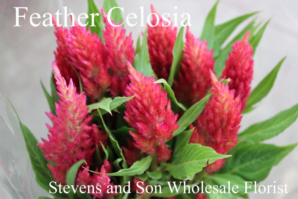 Celosia - Feather - Photo Credit Allison Linder