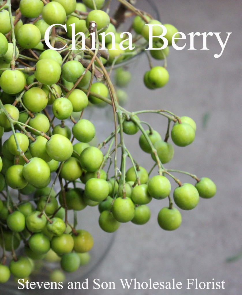 China Berry - Photo Credit Allison Linder