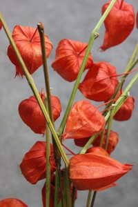 Chinese Lantern - Detail - Photo Credit Allison Linder