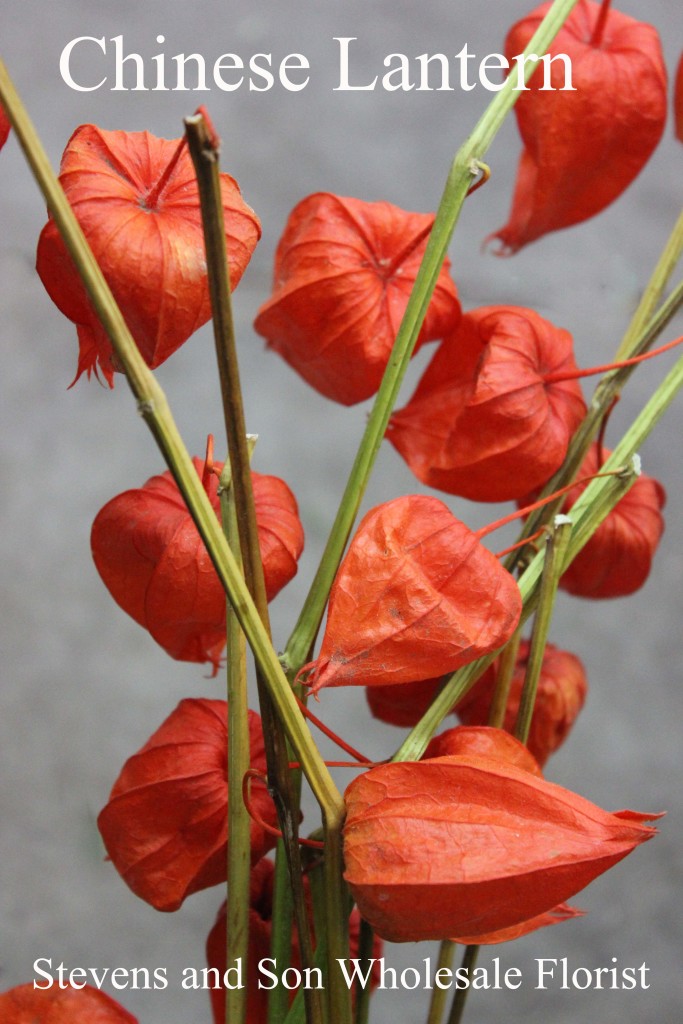 Chinese Lantern - Photo Credit Allison Linder