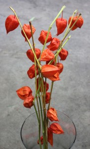 Chinese Lantern - Side - Photo Credit Allison Linder
