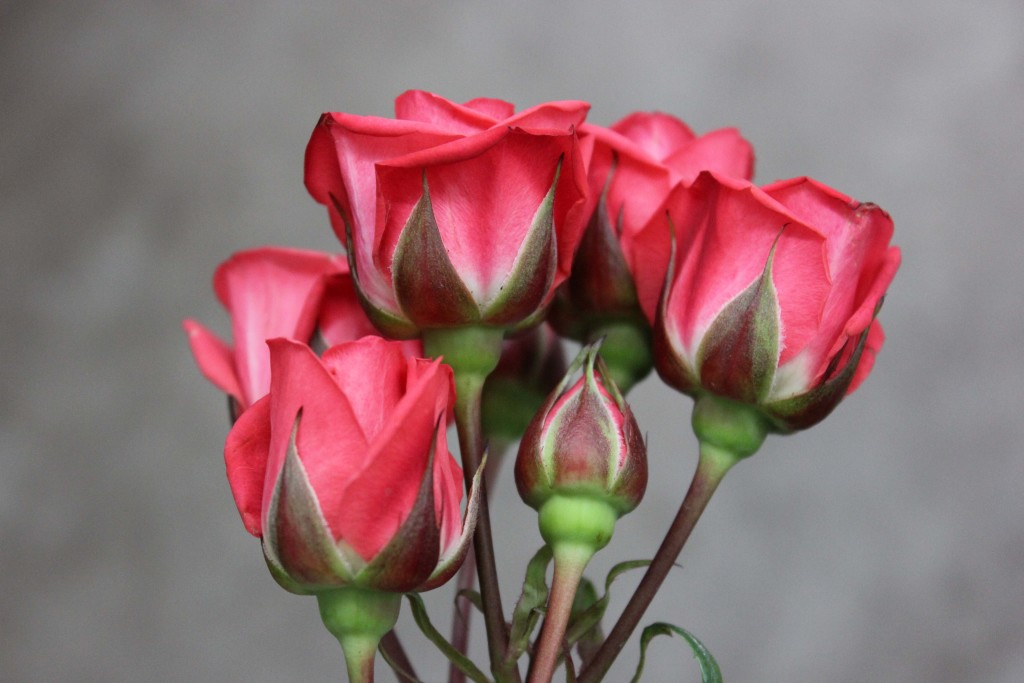 Coral Duchess - Detail - Photo Credit Allison Linder
