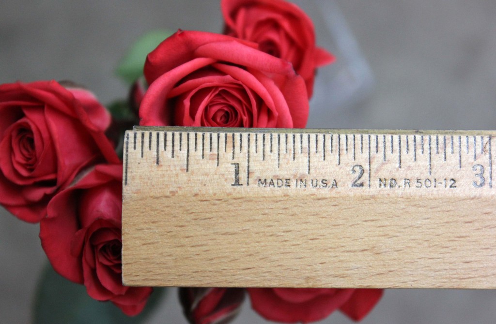 Coral Duchess - Measured - Photo Credit Allison Linder