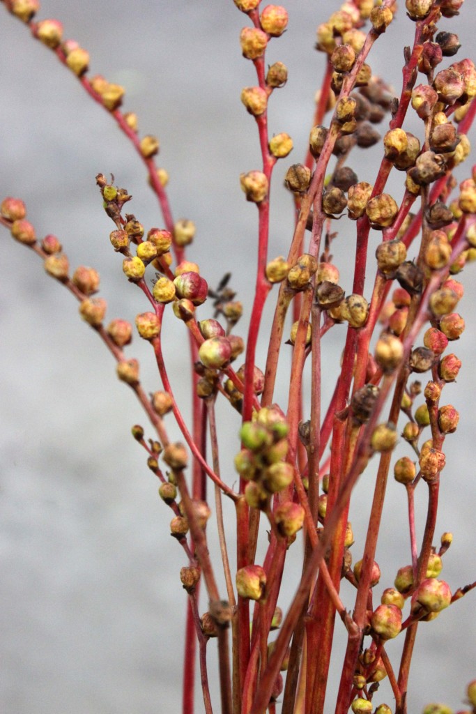 Corcosmia Pods - Detail - Photo Credit Allison Linder