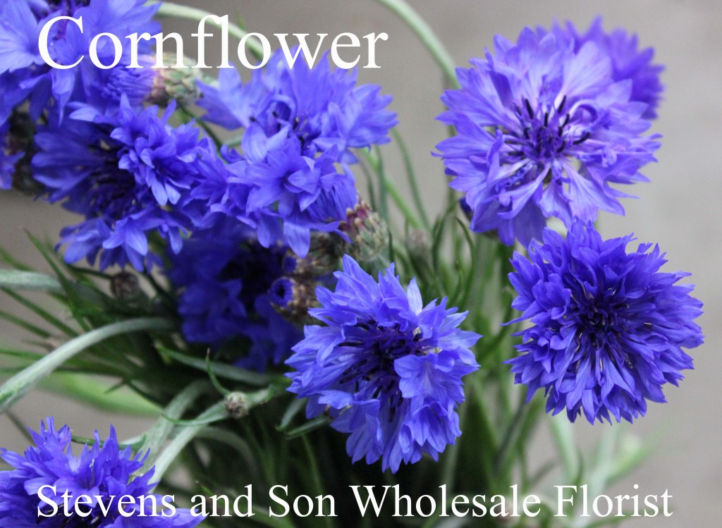 Cornflower - Photo Credit Allison Linder