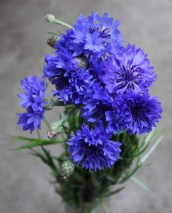 Cornflower - Side - Photo Credit Allison Linder