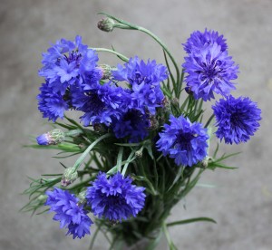 Cornflower - Wild and Free - Photo Credit Allison Linder