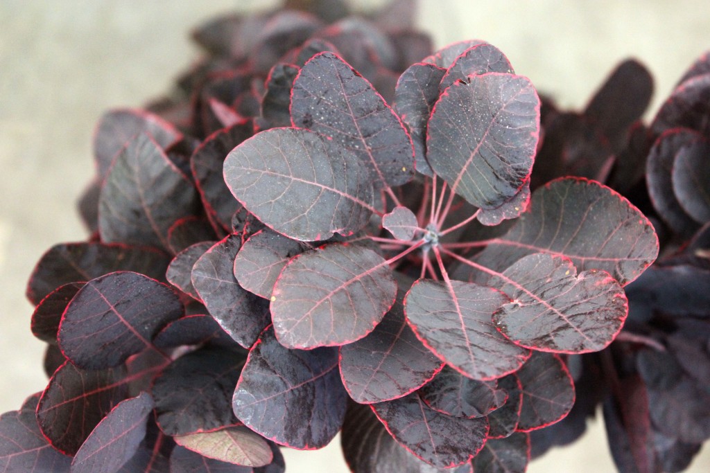 Cotinus - Aerial - Photo Credit Allison Linder