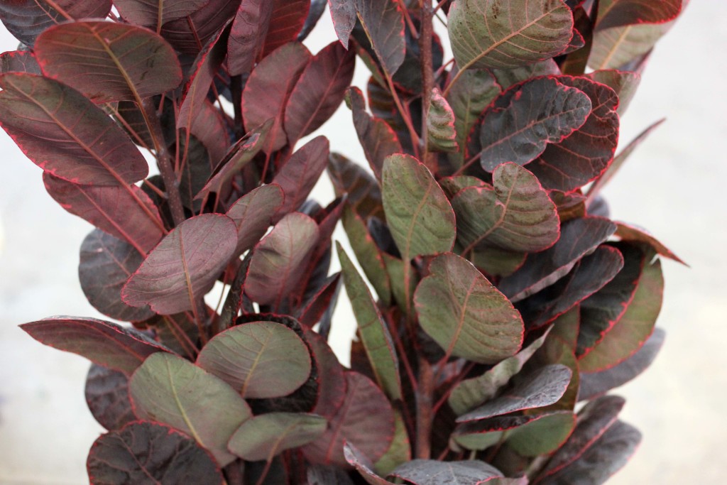 Cotinus - Detail - Photo Credit Allison Linder