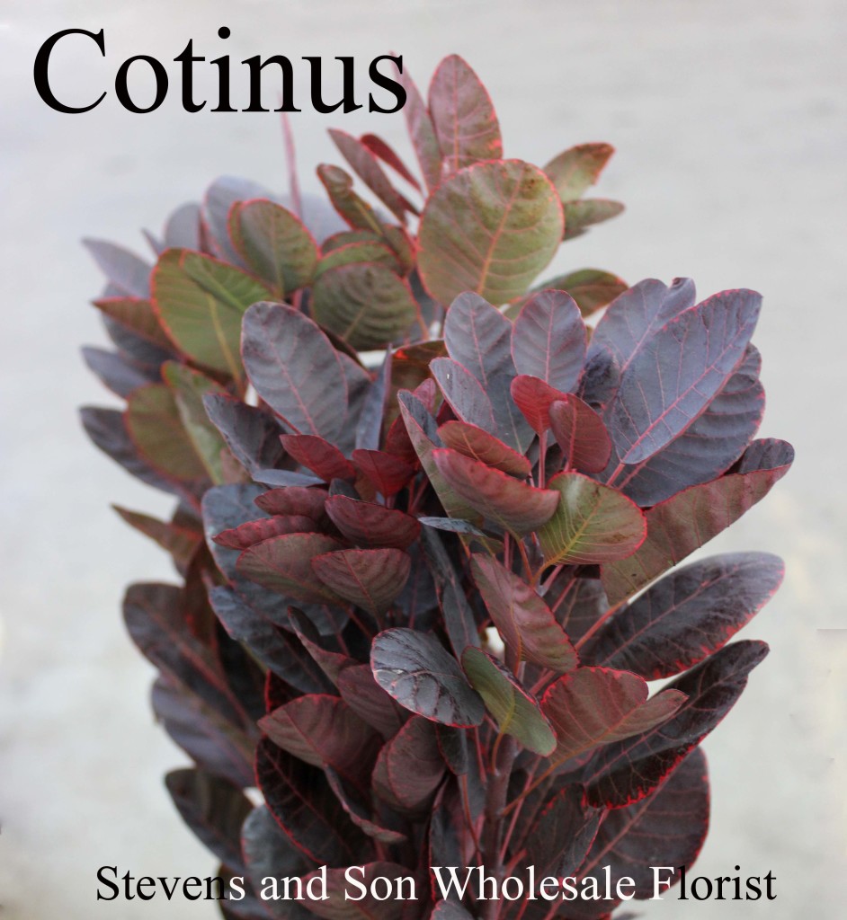 Cotinus - Photo Credit Allison Linder