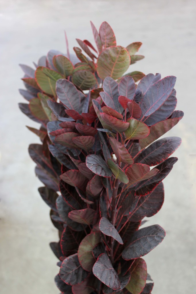 Cotinus - Side - Photo Credit Allison Linder