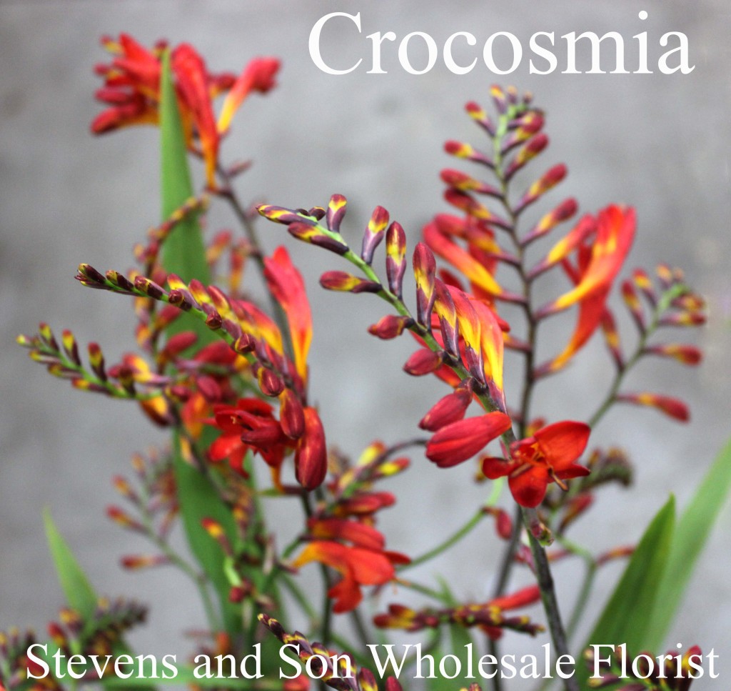 Fresh Flowers Stevens and Son Wholesale Florist