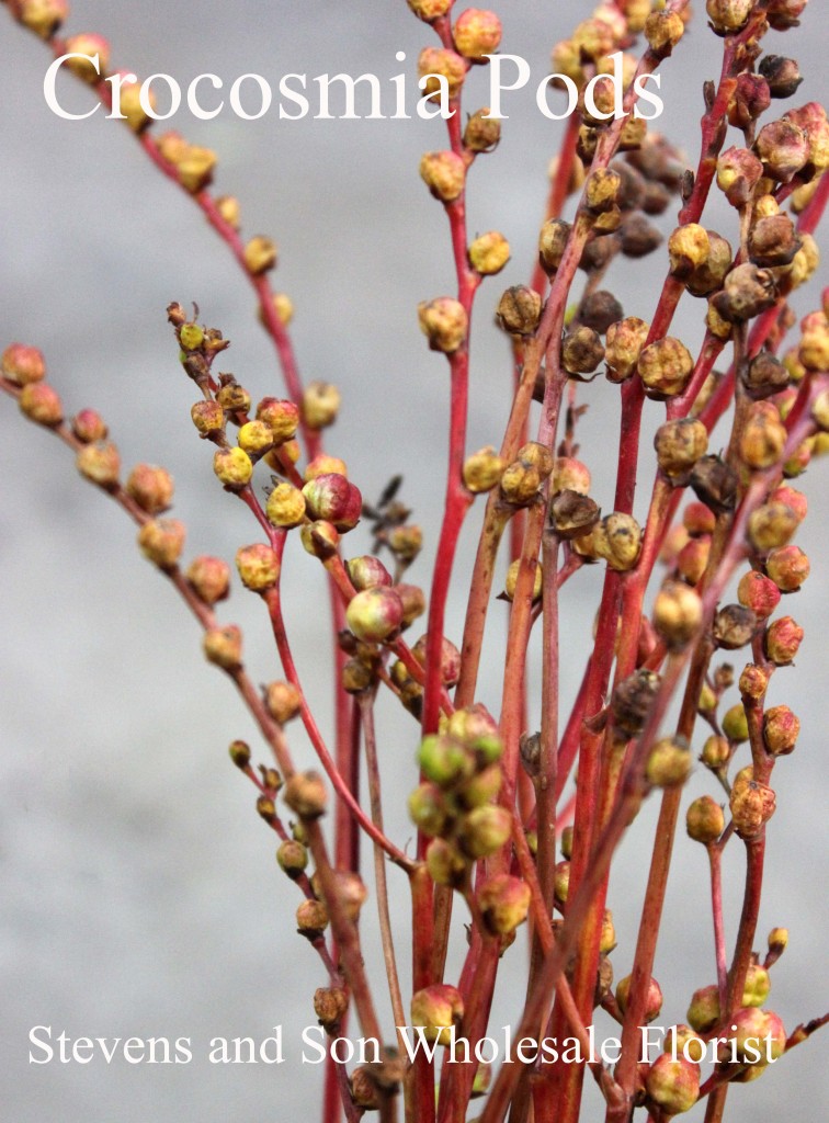 Crocosmia Pods - Photo Credit Allison Linder