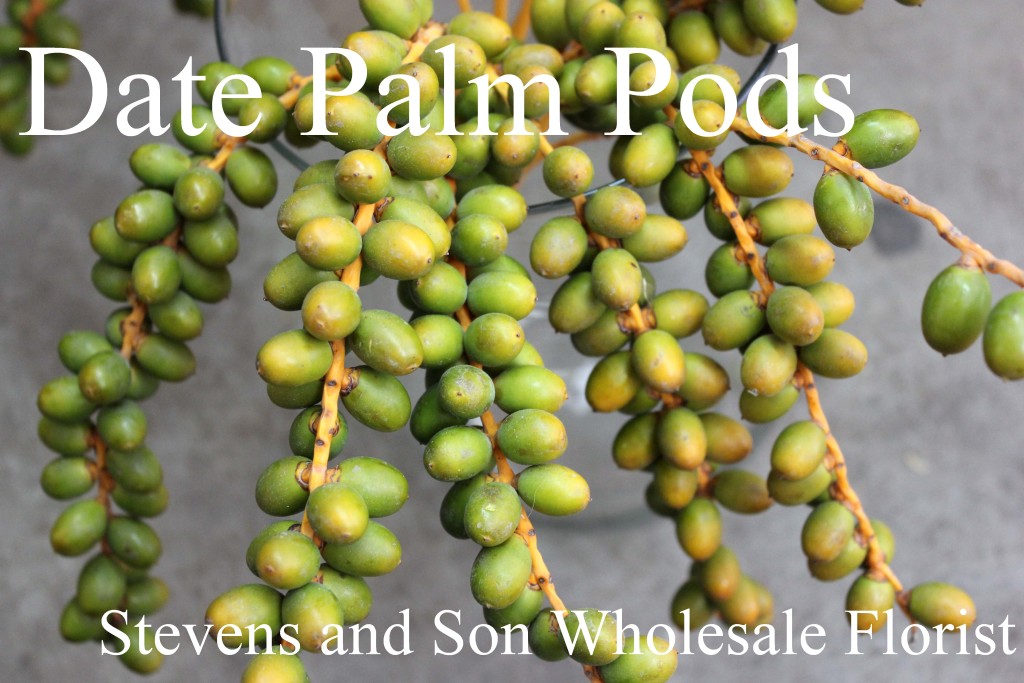 Date Palm Pods - Photo Credit Allison Linder