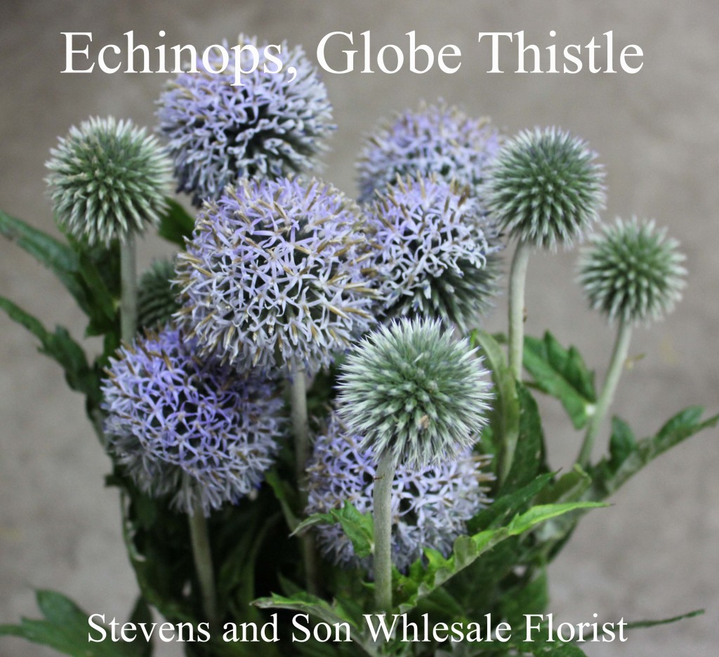Echinops Globe Thistle - Photo Credit Allison Linder