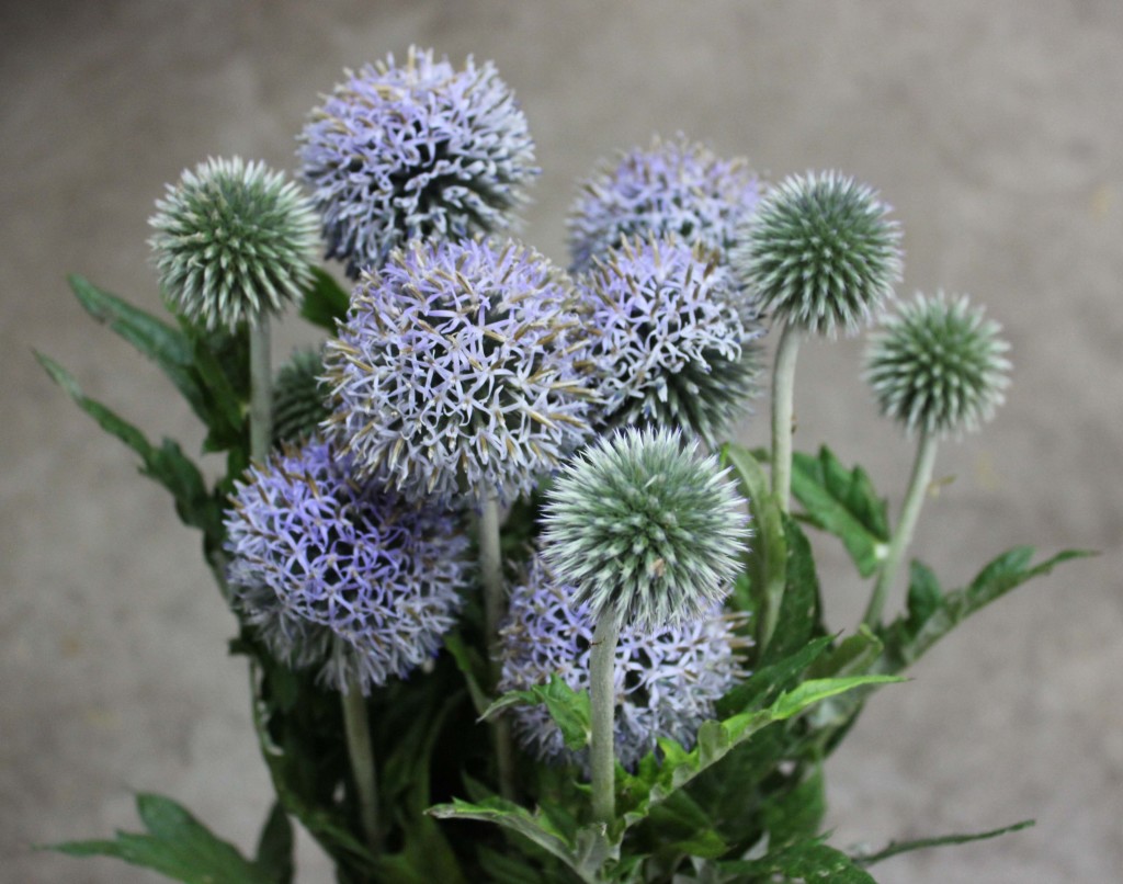Echinops Globe Thistle - Side - Photo Credit Allison Linder