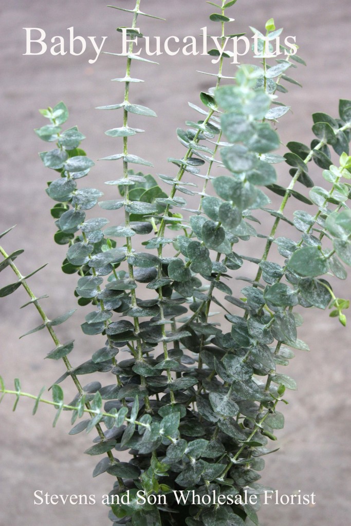 Eucalyptus Stevens and Son Wholesale Florist