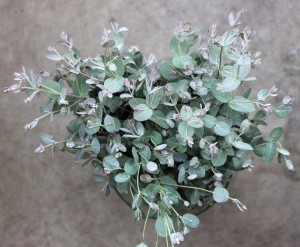 Eucalyptus Gunni - Aerial - Photo credit Allison Linder