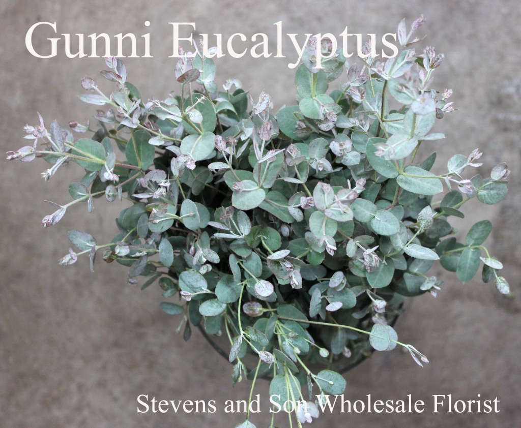 Eucalyptus Gunni - Photo credit Allison Linder