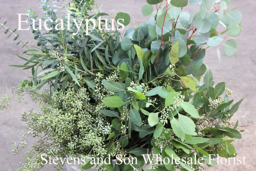 Eucalyptus - Photo Credit Allison Linder