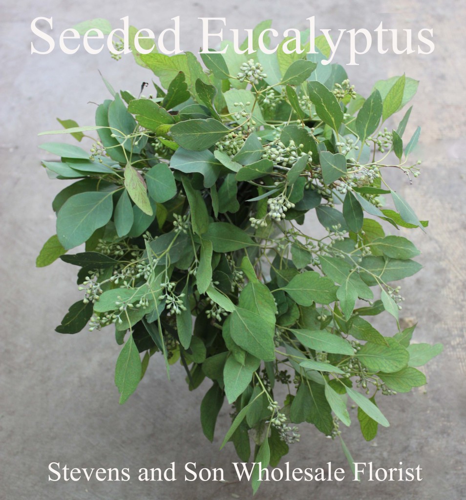 Eucalyptus Seeded - Photo Credit Allison Linder